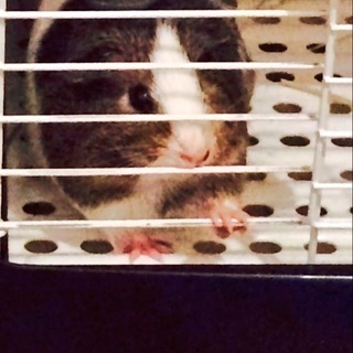 モルモットの女の子、可愛がってくださる方へ