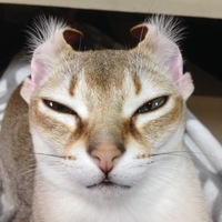 ベル