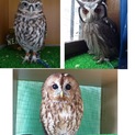 フクロウ3羽を家族としてお迎えして下さる方募集！