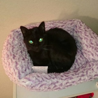 おとなしい黒猫です
