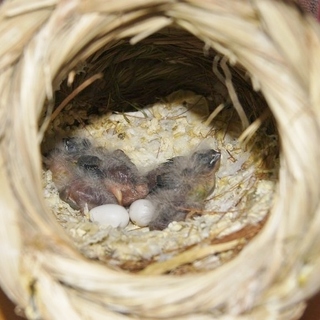 ありがとうございました