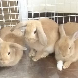 2ヶ月の男のコ1羽～３羽可愛がってくれる方♪