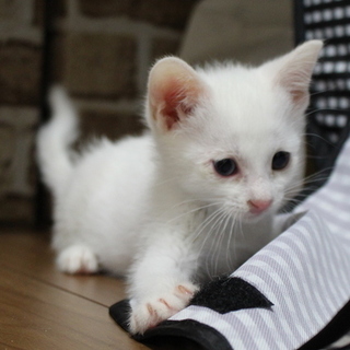 真っ白なオッドアイの男の子「もち」くん