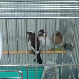 並十姉妹の雛の里親募集