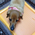 老犬 ミニチュアダックス