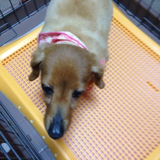 老犬 ミニチュアダックス