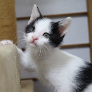 白黒はち割れの男の子「はち」くんです