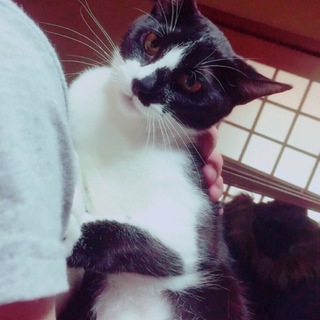 【雑種】ハチワレ2姉妹