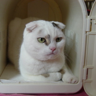 血統書付きスコティッシュホールド、ユキちゃん