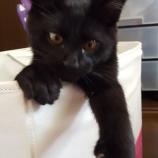 ❁話し合い中です❁子猫里親募集中！