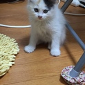 子猫里親切実に募集中！！
