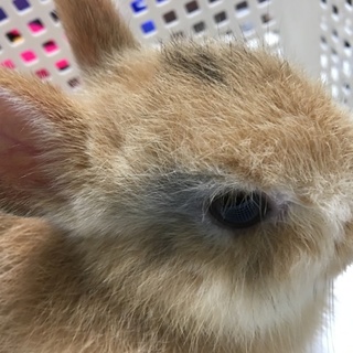 ミニうさぎ♂（二ヶ月）の里親募集！