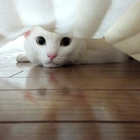 おもちん