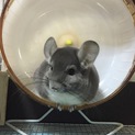 チンチラ1匹男の子です