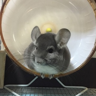 チンチラ1匹男の子です