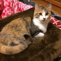 人間大好き三毛猫ちゃんです( ^ω^ )