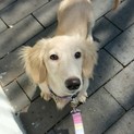 Mダックス♂6ヶ月です。只今交渉中です。