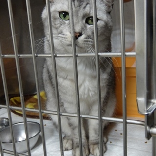 動物病院で暮らす、グレイシーくん