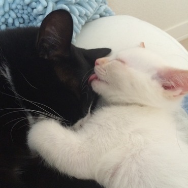 はなまる：お兄ちゃん、いつもありがとう。おかえし！