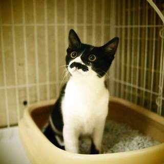 代理掲載・歌丸さん