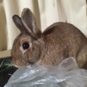 里親となって可愛がってくれる方募集中！！