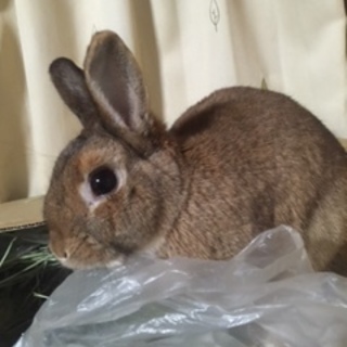 里親となって可愛がってくれる方募集中！！