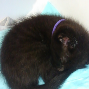 とても頭のいい子です！