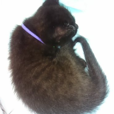 今の所名前は、タルトさんです