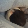 ちゃいはね。