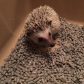 可愛いハリネズミです！！