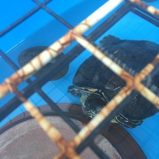 カメの里親募集してます！