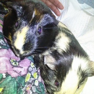 兄弟モルモット