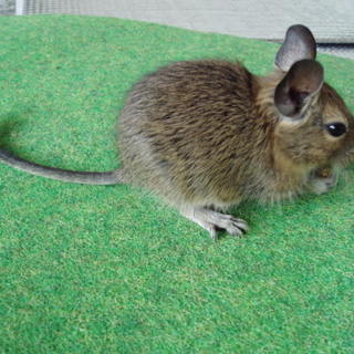 デグー再募集　良い里親様に決まりました