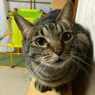 ツンデレ姫☆桃ちゃん