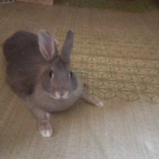 里親様が決まりました。ありがとうございました。