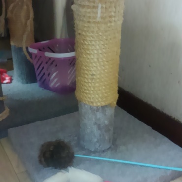 爪研ぎと、おもちゃです