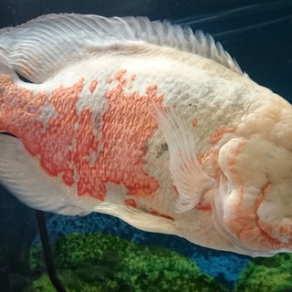 アルビノオスカー(手のひらサイズ大)