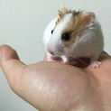 可愛いゴールデンハムスター2匹！
