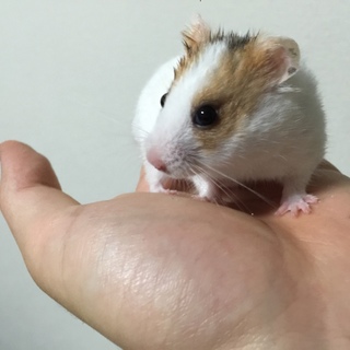 可愛いゴールデンハムスター2匹！