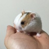 可愛いゴールデンハムスター2匹！ サムネイル2
