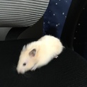 ゴールデンハムスター！