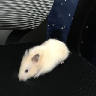 ゴールデンハムスター！