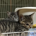 キジトラとグレーの子猫です
