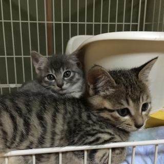 キジトラとグレーの子猫です