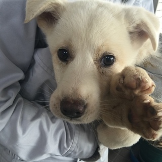 【決定】おっとりビビリちゃん白mix♀♪
