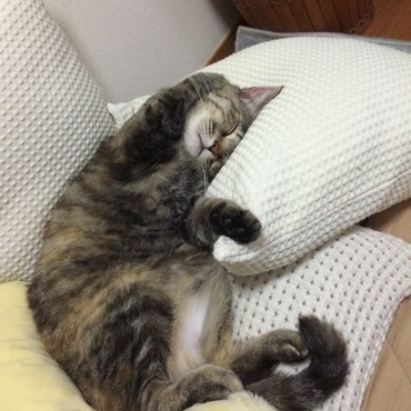 の写真