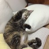 の写真
