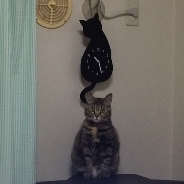 どっちがスリム？