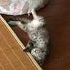 の写真