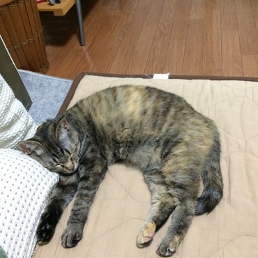の写真